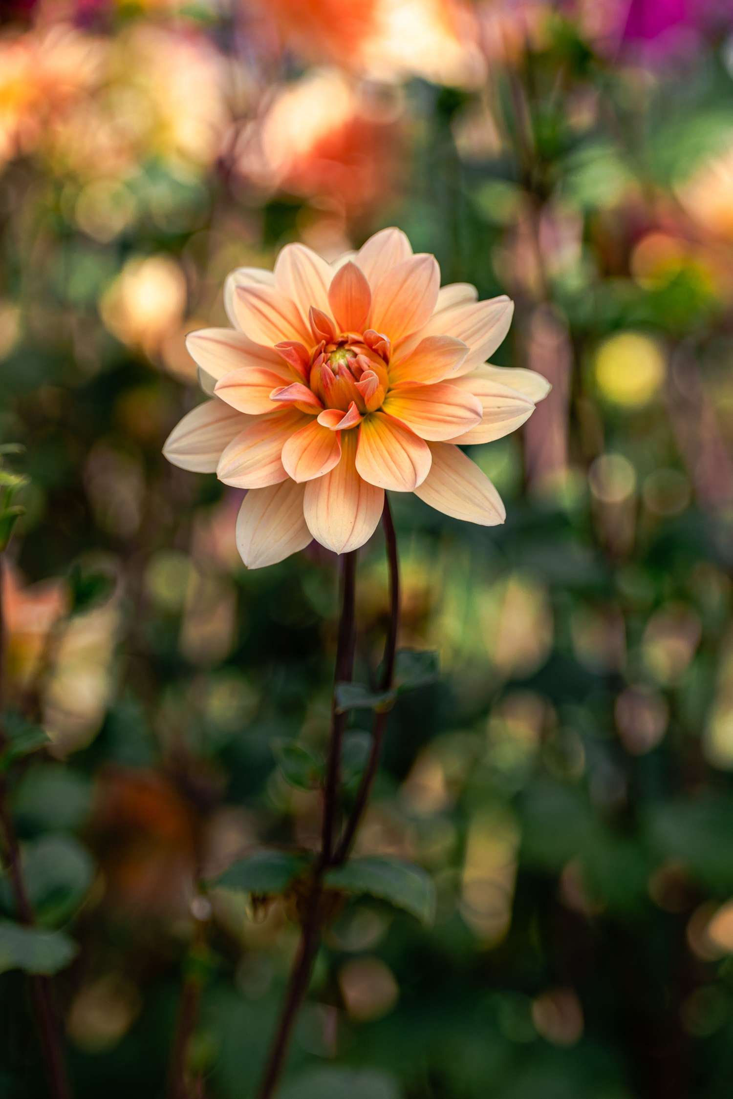 Dahlia 'Apricot Desire'